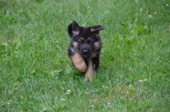 2012-juil-04-puppylady060.jpg