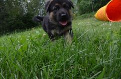 2012-juil-04-puppylady061.jpg