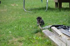 2012-juil-04-puppylady062.jpg