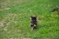 2012-juil-04-puppylady063.jpg