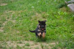 2012-juil-04-puppylady064.jpg