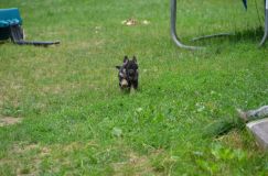 2012-juil-04-puppylady065.jpg