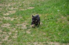 2012-juil-04-puppylady066.jpg