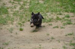 2012-juil-04-puppylady067.jpg