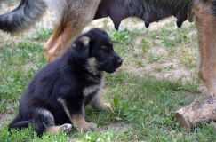 2012-juil-07chiotbergerallemand019.jpg