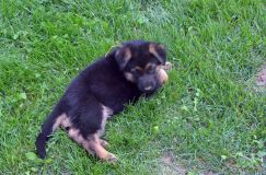 2012-juil-07chiotbergerallemand021.jpg