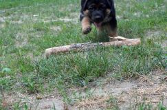 2012-juil-07chiotbergerallemand023.jpg