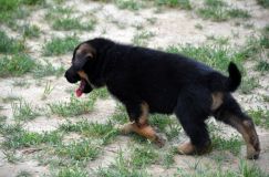 2012-juil-07chiotbergerallemand024.jpg