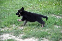 2012-juil-07chiotbergerallemand040.jpg