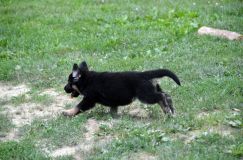 2012-juil-07chiotbergerallemand041.jpg