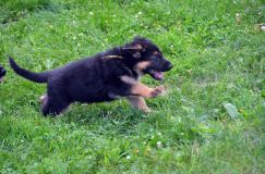 2012-juil-07chiotbergerallemand064.jpg