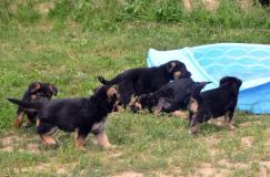 Nom du fichier=2012-juil-07chiotbergerallemand072.jpg
Taille du fichier=130Ko
Dimensions : 800x530
Ajouté le : 07 Juillet 2012 2012-juil-07chiotbergerallemand072.jpg