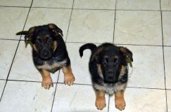 2012-juil-18-chiotslady002.jpg