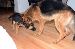 Nom du fichier=2012mars18-bergerallemand002.jpg
Taille du fichier=126Ko
Dimensions : 1200x795
Ajouté le : 18 Mars 2012 2012mars18-bergerallemand002.jpg