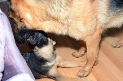 Nom du fichier=2012mars18-bergerallemand004.jpg
Taille du fichier=168Ko
Dimensions : 1200x795
Ajouté le : 18 Mars 2012 2012mars18-bergerallemand004.jpg