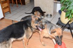 Nom du fichier=2012mars18-bergerallemand007.jpg
Taille du fichier=157Ko
Dimensions : 1200x795
Ajouté le : 18 Mars 2012 2012mars18-bergerallemand007.jpg