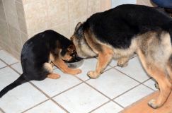 Nom du fichier=2012mars18-bergerallemand009.jpg
Taille du fichier=128Ko
Dimensions : 1200x795
Ajouté le : 18 Mars 2012 2012mars18-bergerallemand009.jpg
