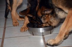 Nom du fichier=2012mars18-bergerallemand011.jpg
Taille du fichier=106Ko
Dimensions : 1200x795
Ajouté le : 18 Mars 2012 2012mars18-bergerallemand011.jpg