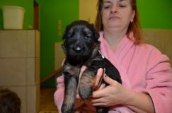 Nom du fichier=2013-03-11chiots011.jpg
Taille du fichier=112Ko
Dimensions : 1200x795
Ajouté le : 11 Mars 2013 2013-03-11chiots011.jpg