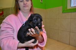 Nom du fichier=2013-03-11chiots012.jpg
Taille du fichier=119Ko
Dimensions : 1200x795
Ajouté le : 11 Mars 2013 2013-03-11chiots012.jpg