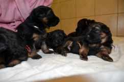 Nom du fichier=2013-03-11chiots018.jpg
Taille du fichier=125Ko
Dimensions : 1200x795
Ajouté le : 11 Mars 2013 2013-03-11chiots018.jpg