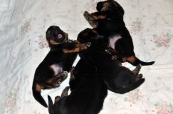 2013-03-13chiots008.jpg