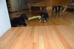 2013-aout04061.jpg