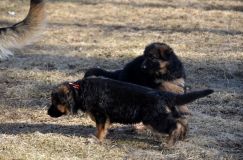 2013-avril-10-chiots087.jpg