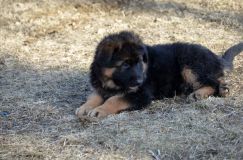 2013-avril-10-chiots126.jpg