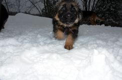 2013-avril-12-chiots032.jpg