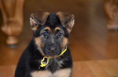 2013-avril-19-chiots029.jpg