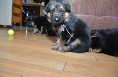 2013-janv-05021.jpg