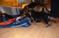 2013-janv-14-chiotsharley004.jpg