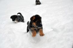 2013-janv-19-chiots012.jpg