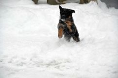 2013-janv-19-chiots037.jpg