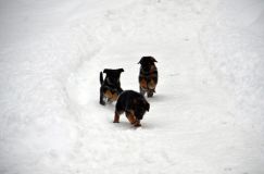 2013-janv-19-chiots040.jpg