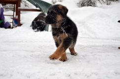 2013-janv-19-chiots074.jpg