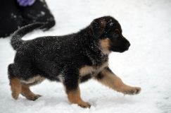 2013-janv-19-chiots089.jpg