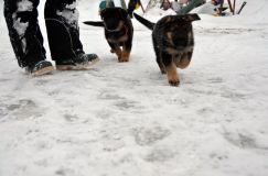 2013-janv-19-chiots095.jpg