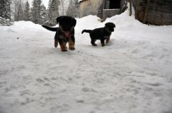 2013-janv-19-chiots101.jpg