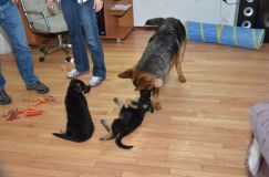 2013-janv-26-chiots027.jpg