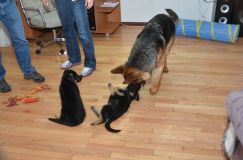 2013-janv-26-chiots028.jpg