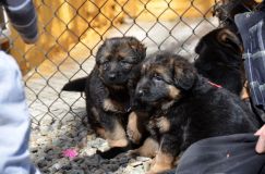 2013-mars-29-chiotsroxy027.jpg