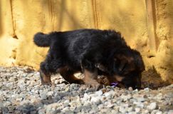 2013-mars-29-chiotsroxy039.jpg
