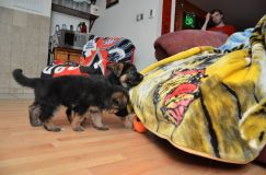 Nom du fichier=2015-12-24roxy008.jpg
Taille du fichier=174Ko
Dimensions : 1200x795
Ajouté le : 24 Décembre 2015 2015-12-24roxy008.jpg