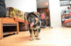 Nom du fichier=2015-12-24roxy012.jpg
Taille du fichier=143Ko
Dimensions : 1200x795
Ajouté le : 24 Décembre 2015 2015-12-24roxy012.jpg