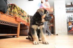 Nom du fichier=2015-12-24roxy013.jpg
Taille du fichier=159Ko
Dimensions : 1200x795
Ajouté le : 24 Décembre 2015 2015-12-24roxy013.jpg