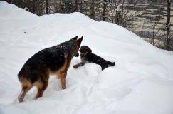 Nom du fichier=2015-12-29roxy016.jpg
Taille du fichier=136Ko
Dimensions : 1200x795
Ajouté le : 29 Décembre 2015 2015-12-29roxy016.jpg