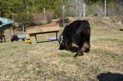 2016-04-30harleybleuclair004.jpg