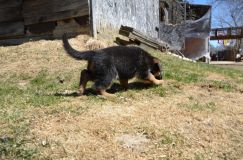 2016-04-30harleybleuclair016.jpg